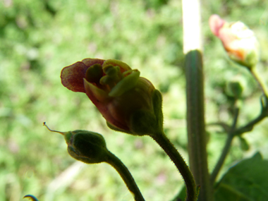 Petites fleurs d'un cm, brun-rougeâtres relativement éparses. Agrandir dans une nouvelle fenêtre (ou onglet)